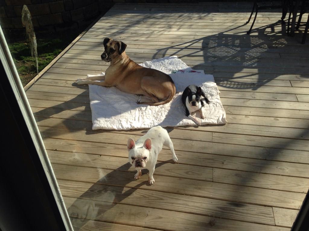 upsidediy's tweet photo. Just chilling out on the deck! #diydeck #shecanbuildit http://t.co/I4vCVIHLSf
