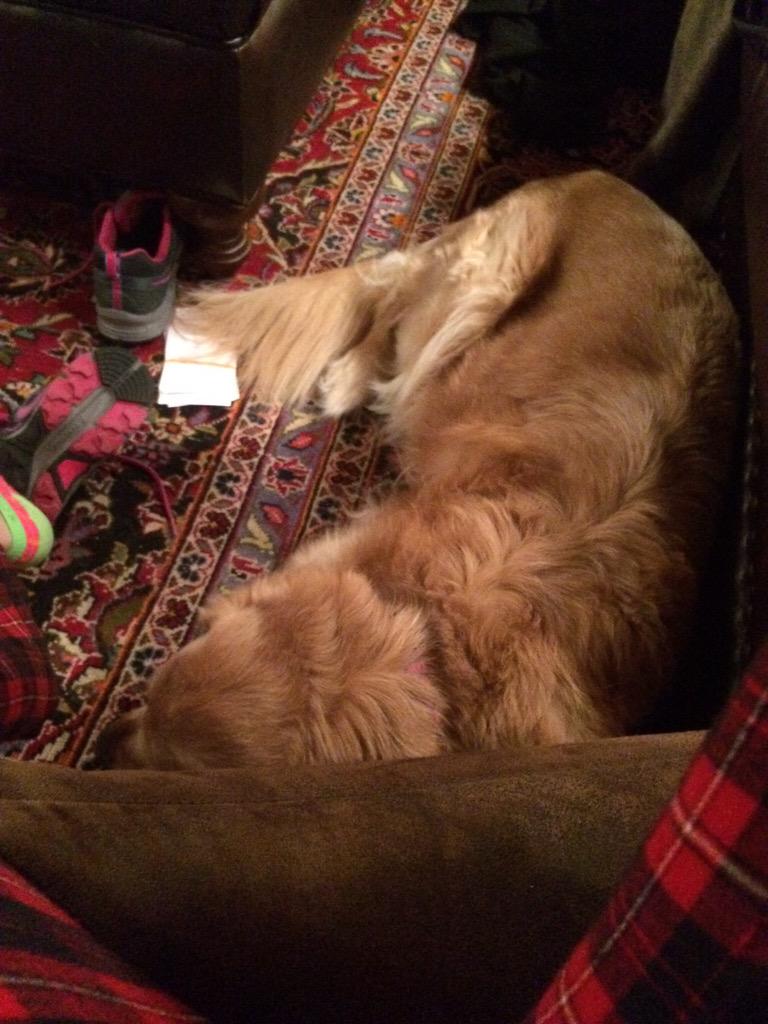 I love how dog manage to sit right under you so your not able to get up