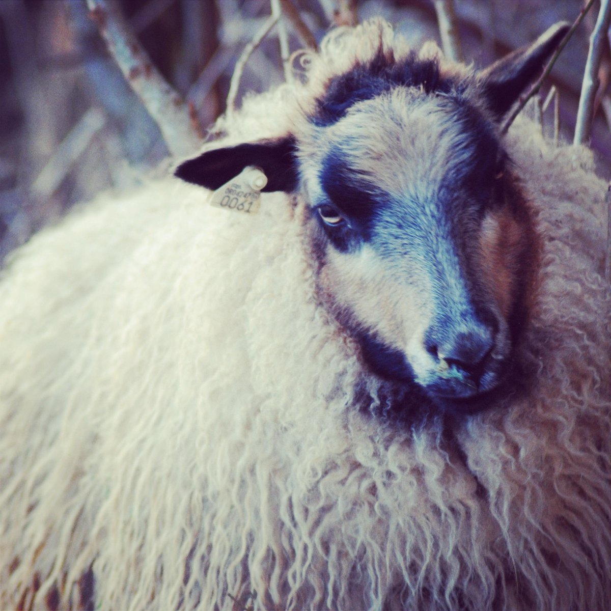 Frejya is a total babe.