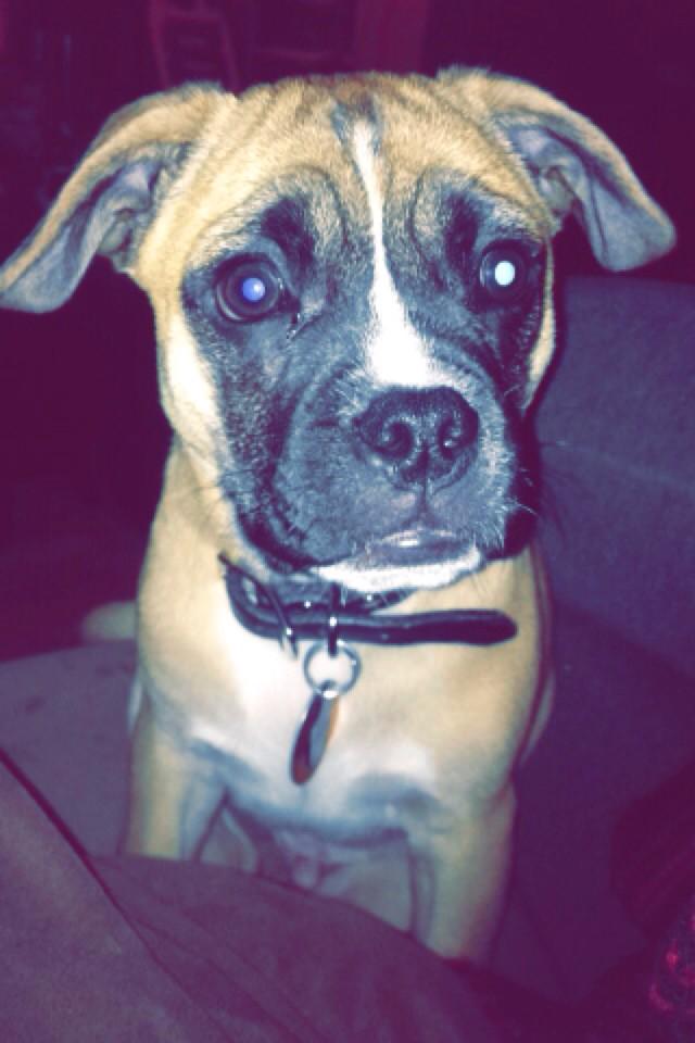 chrissyswissy's tweet photo. MCM goes out to @BusterThePoxer #missya http://t.co/p3fJrVZViD