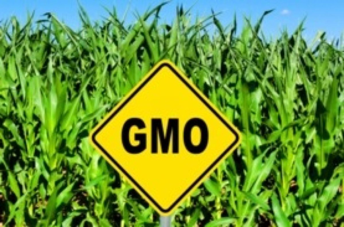 michellemacewan's tweet photo. New E.U. Law Lets Nations Ban #GeneModified Crops ! @sciam 

http://t.co/KxAOqlEy1G http://t.co/MXPQykvFLO