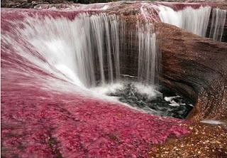 AboutOfNature's tweet photo. wowwwwww !! sungai ini adalah Sungai Cano Critales yang ada di Colombia, biasa di pangil sungai pelagi juga !keren ! http://t.co/wEi2m7WD3e