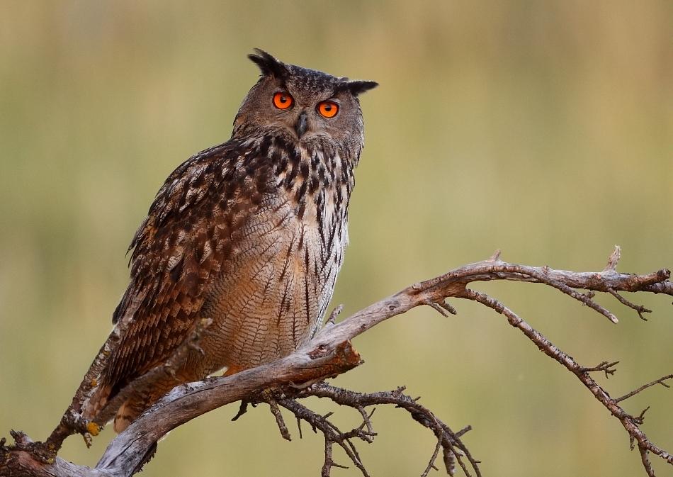 LineaAnimal's tweet image. lineaanimal.com