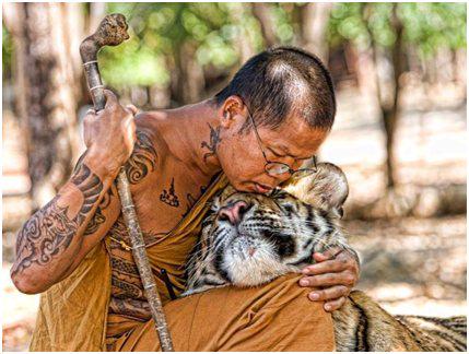 LineaAnimal's tweet image. Cuando un hombre mata a un tigre lo llaman deporte, cuando un tigre mata a un hombre lo llaman salvajismo.