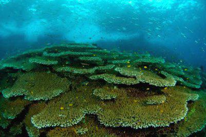 AboutOfNature's tweet photo. raja ampat indonesia terumbu karangnya emang paling keren pokoknya <3 hihi http://t.co/RQaa3JBLPR