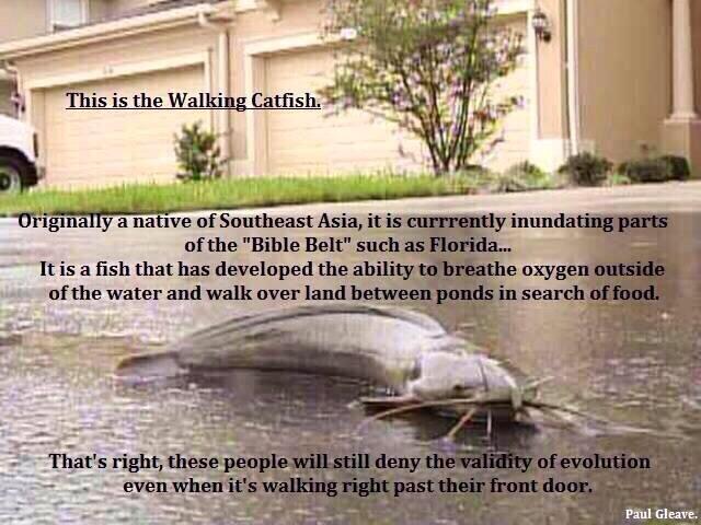 CultOfEh's tweet image. @jakeroney98 @cerebrationist @theidealtwit @PumaBare this one?