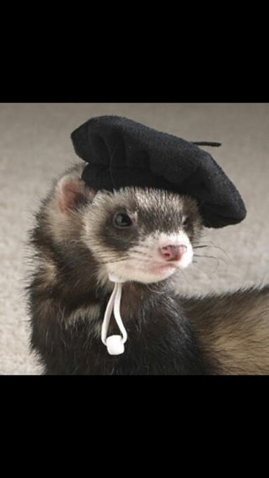 Please, enjoy this picture of a ferr&eacute;t. http://t.co/sw0eeA1MOa<a href="/tag/mackmonday"class="tags"><span>#mackmonday</span></a>