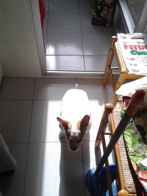 SiLeon47's tweet photo. Sol solet, vine a vorem vine a vorem. Sol solet, vine a vorem que tinc fret. http://t.co/Yzy5qO0Lw5