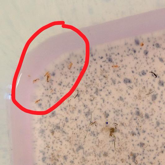 SciSocAGGS's tweet image. The water fleas!!! #funexperiment #spottheflea