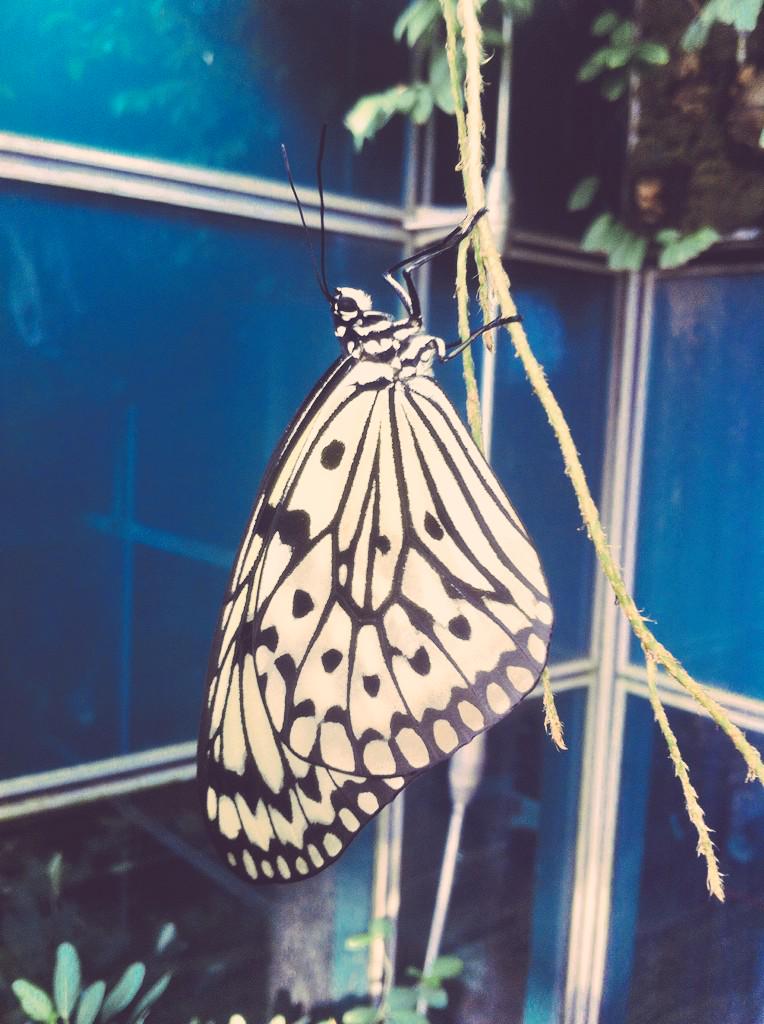 93MeganOrr's tweet photo. Hanging around in Singapore airport and they have a butterfly garden and cinema! http://t.co/DhsCj0MxjR