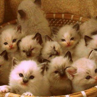 Корзинка антидепрессантов ) #коты