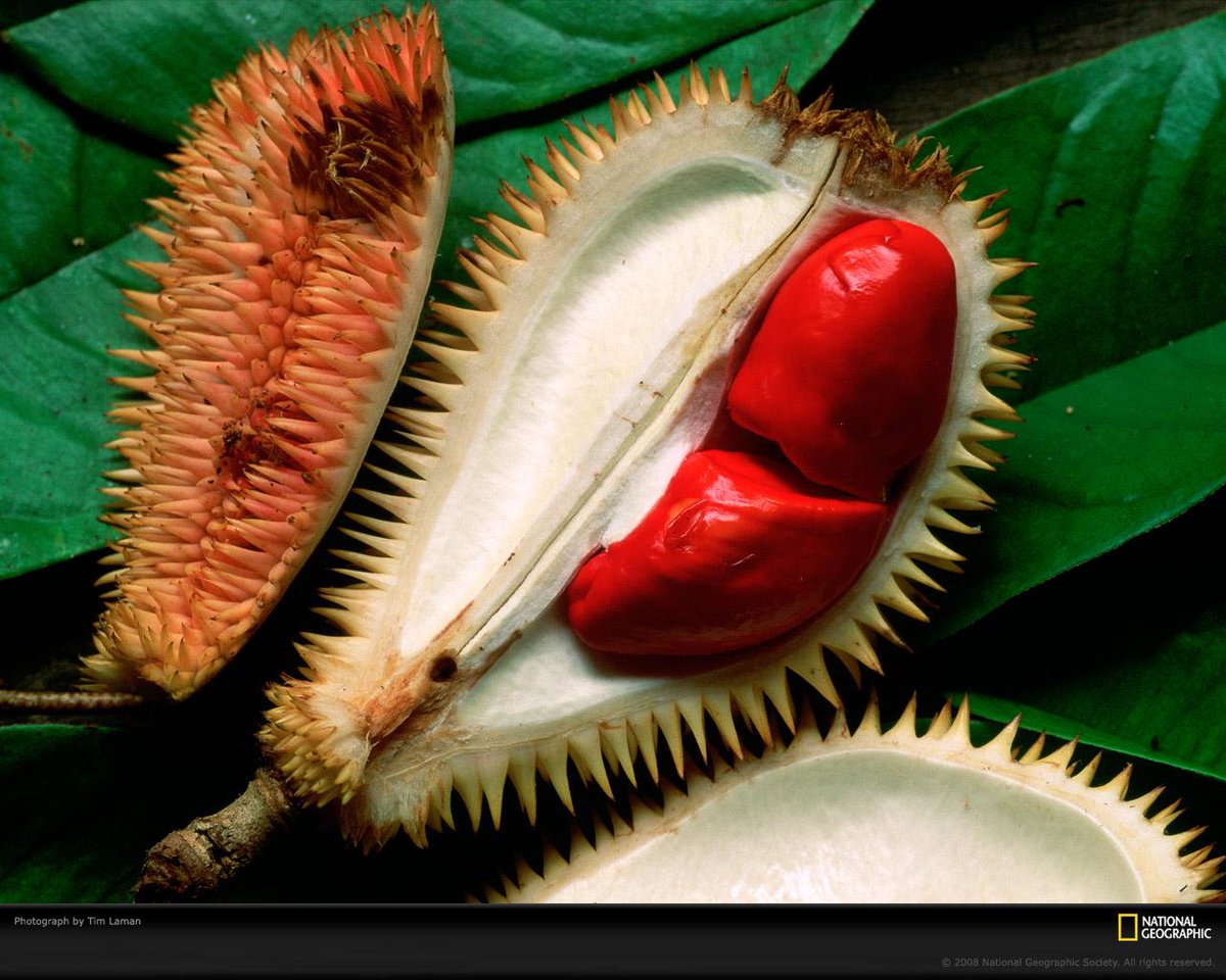 GNFI's tweet photo. Ada yg pernah melihat Durian Merah ini? Saya pernah liat di Banyuwangi (Jatim) &amp; Kutai Kartanegara (Kaltim). http://t.co/LUOBLsXhjQ