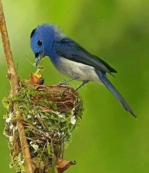 Ania El Afandi آنيا على تويتر وما من دابة في الأرض إلا على الله