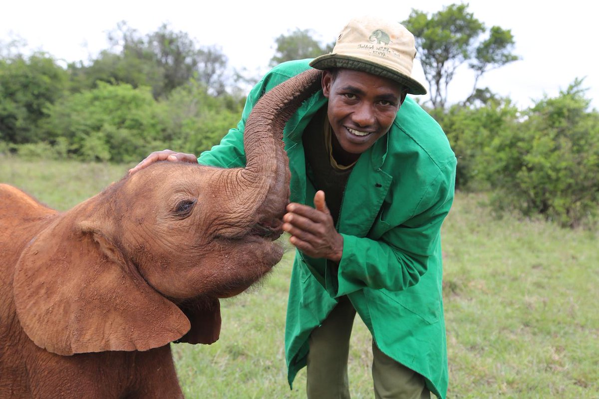 SheldrickTrust's tweet photo. #ThankfulTuesday - join us in saying thank you to our keepers who provide emotional support to the orphans http://t.co/8Y167udIjV