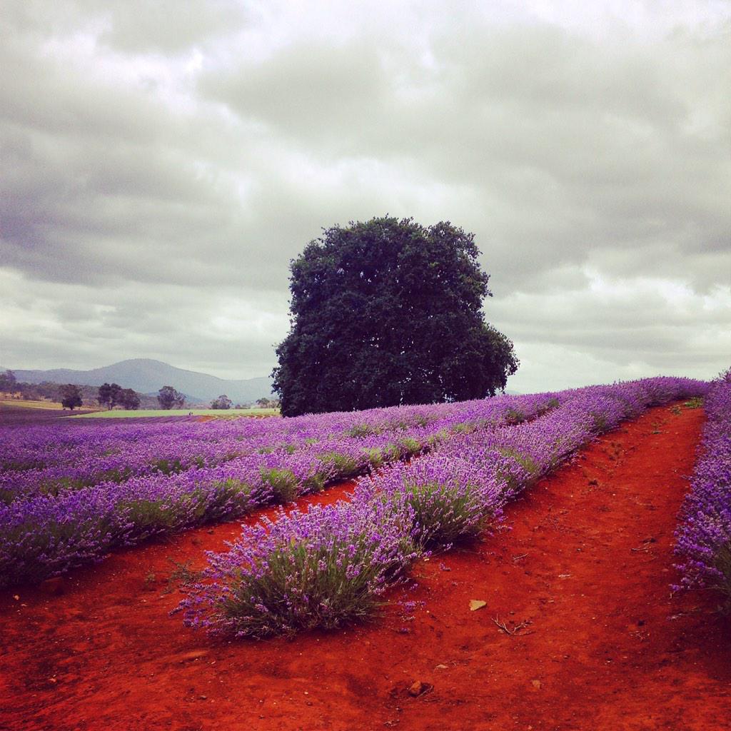 Uniquely Tasmanian (@uniquelytas) on Twitter photo 