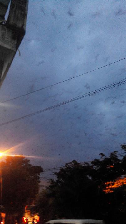 Ig Agendasolo On Twitter Rt Bagussolo Fenomena Ribuan