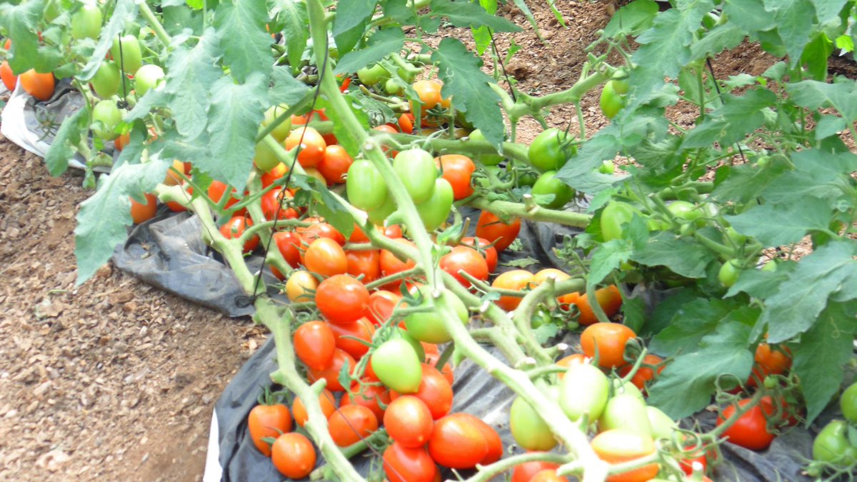 amiran_kenya's tweet photo. #KOT #FarmingIsCool 
Customized Shade net structure. @mkulimayoung @mkulimaniujuzi @shambashapeup @seedsgold http://t.co/Riod89TFJe