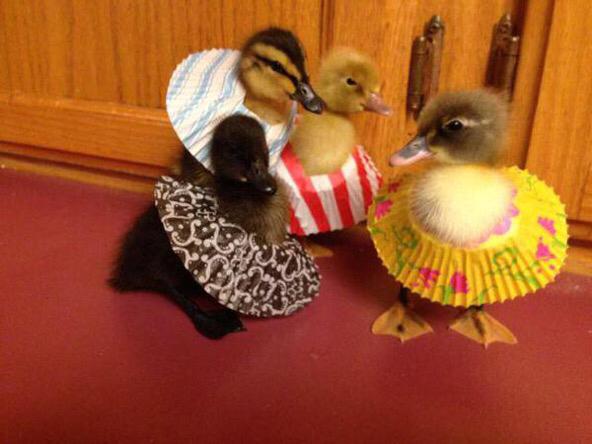 TheAdorablePics's tweet photo. DUCKLINGS WEARING CUPCAKE PAPER DRESSES http://t.co/SCswIuhp3j