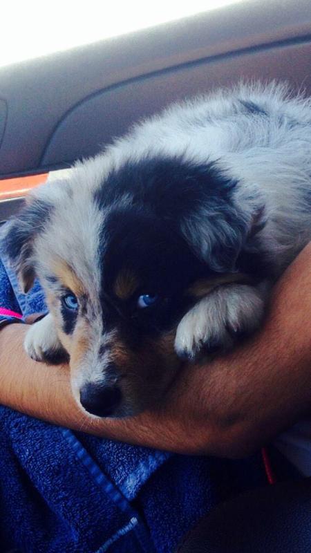 TheAdorablePics's tweet photo. Pepper http://t.co/hnXYrZOAtk