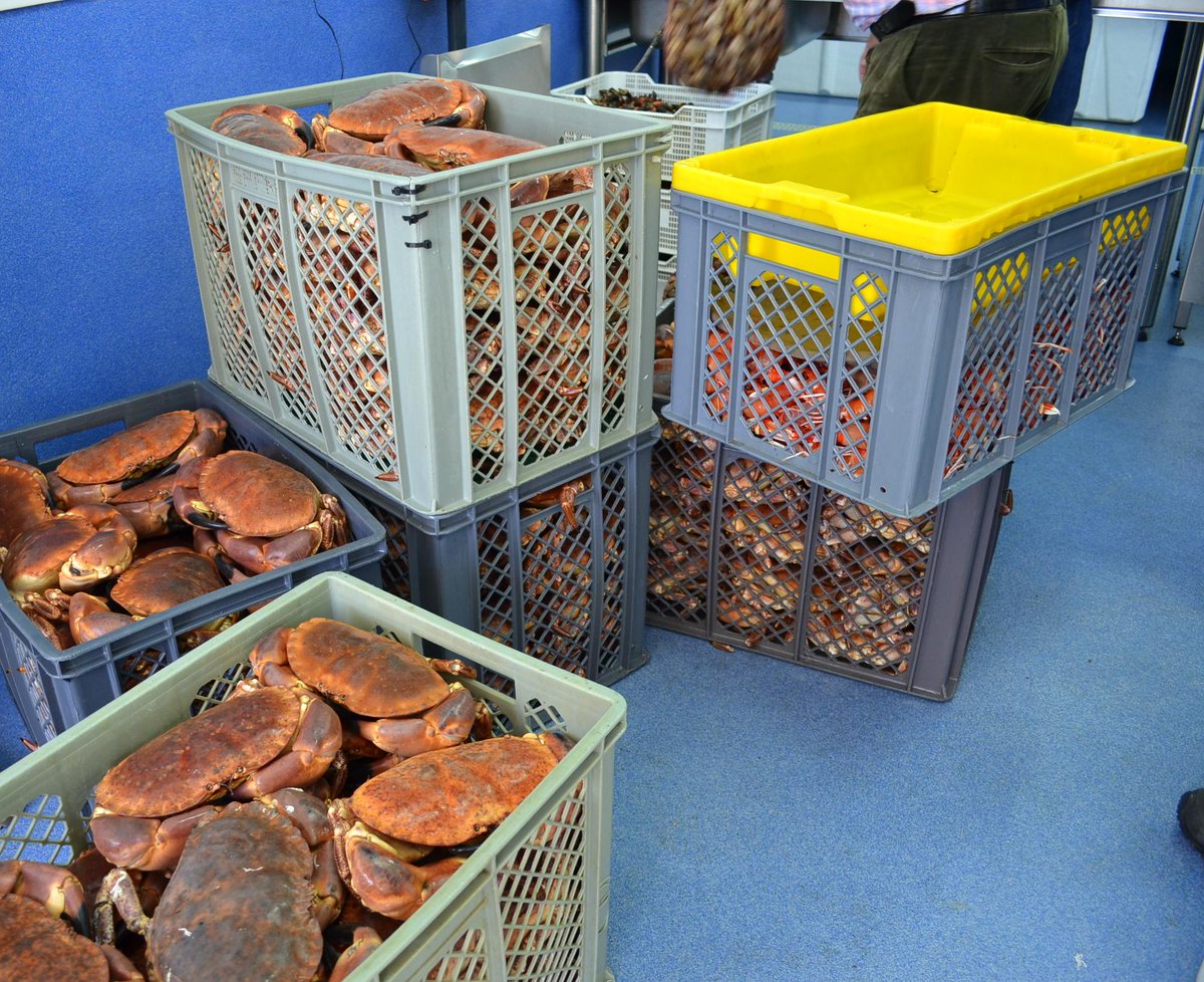 Directamente dos nossos viveiros