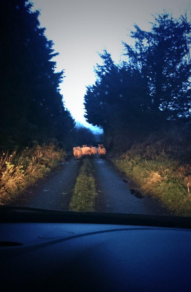 corina_ryan_'s tweet image. Uh oh, afew escapees 🐏 #totalGridlock