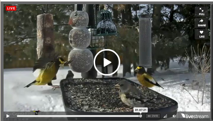 Joeyism27's tweet photo. @FeederWatchCam 

Interesting juvenile spotted 1/20 1:07:21. Evening grosbeak?
#cornellfeeders http://t.co/cEy79KaMwQ