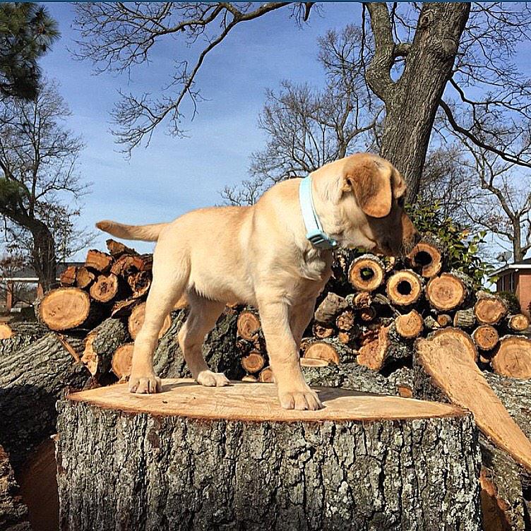LoneDuckApparel's tweet photo. Introduce your pup to new experiences, make it fun, that way they're confident and fearless in the duck blind! http://t.co/Npl3LczAQa