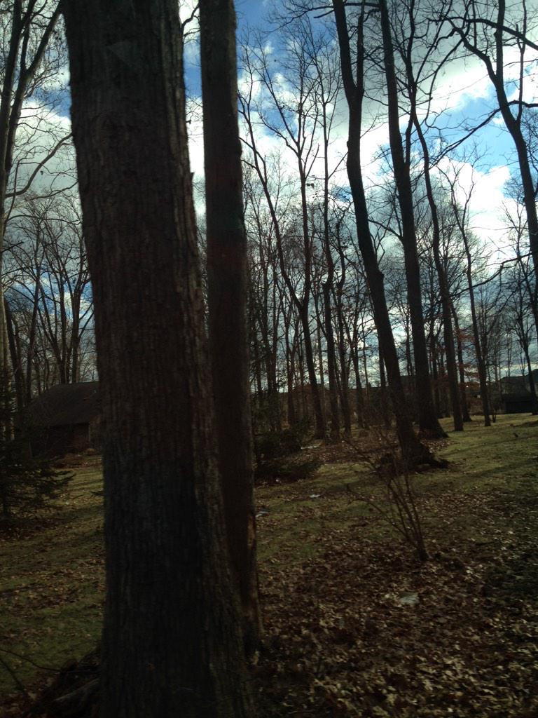 TakingPhoto's tweet image. A beautiful tree. Or many trees.