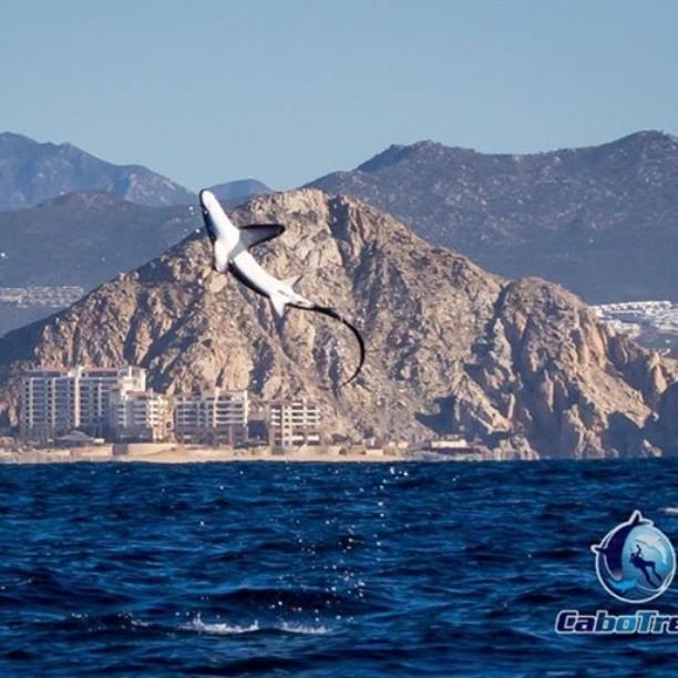 #loscabos #bcs #mexico #savesharks #lovesharks #nofinning #defensoresdetiburones by cdyhernandez