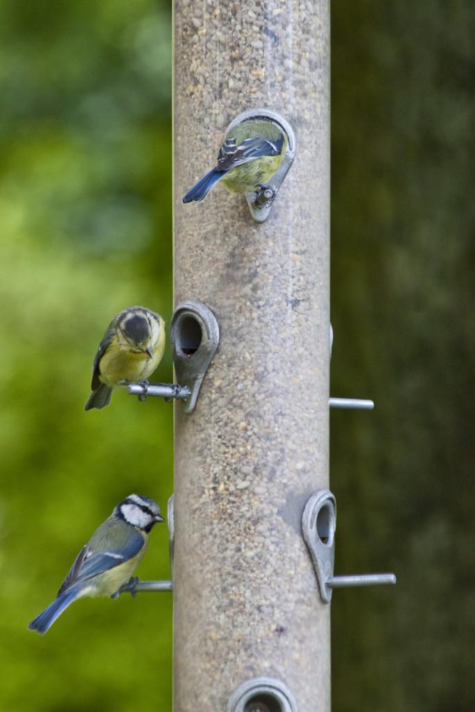 The_RHS's tweet photo. Discover the wildlife in your garden with the RSPB Big Garden #Birdwatch! https://t.co/kuzDIxeZaC http://t.co/wcMjWfZ6GG