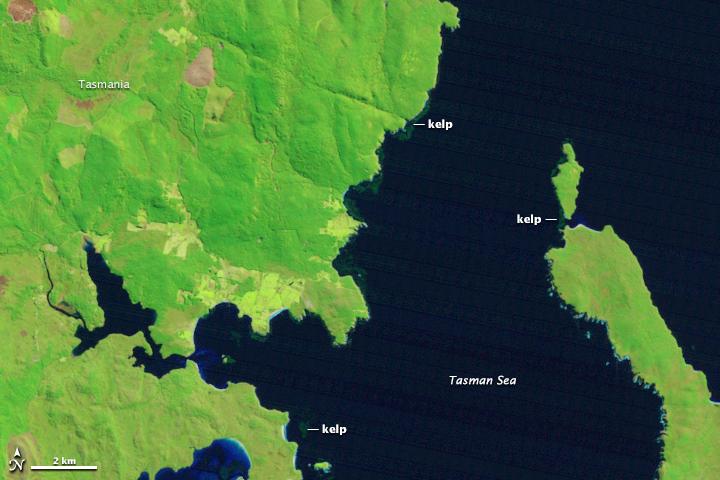 NASAEarth's tweet photo. Kelp Losing Their Grip on the Seafloor http://t.co/CJGX3525U1 #NASA http://t.co/peM2MmJ5P5