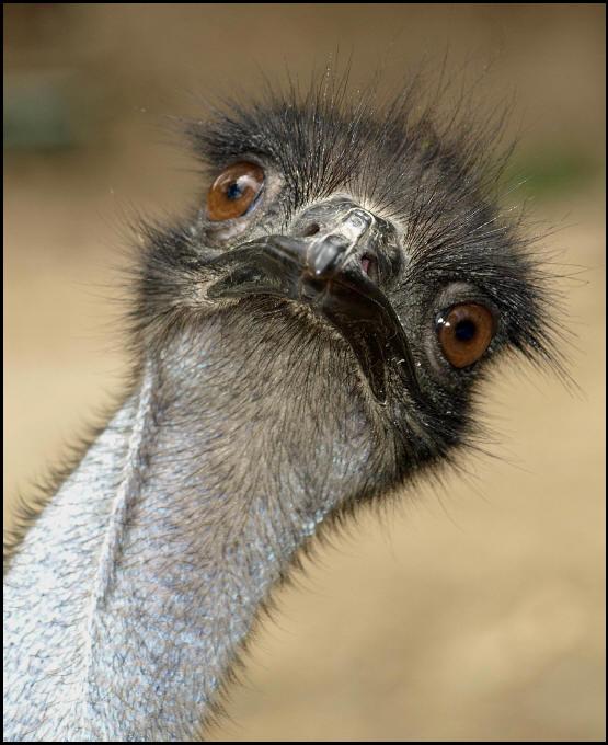 daisujam's tweet photo. every time someone writes "imu" (i miss you) I always picture an emu #imu #emu #idontmissyou #iemu http://t.co/VFyhmFErVg