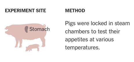 PaulHShapiro's tweet photo. A1 @nytimes story: @USDA uses taxpayer $ to torment farm animals in meat industry R&amp;D handout: http://t.co/S9JyQcrXpX http://t.co/Ia76qqGIS1