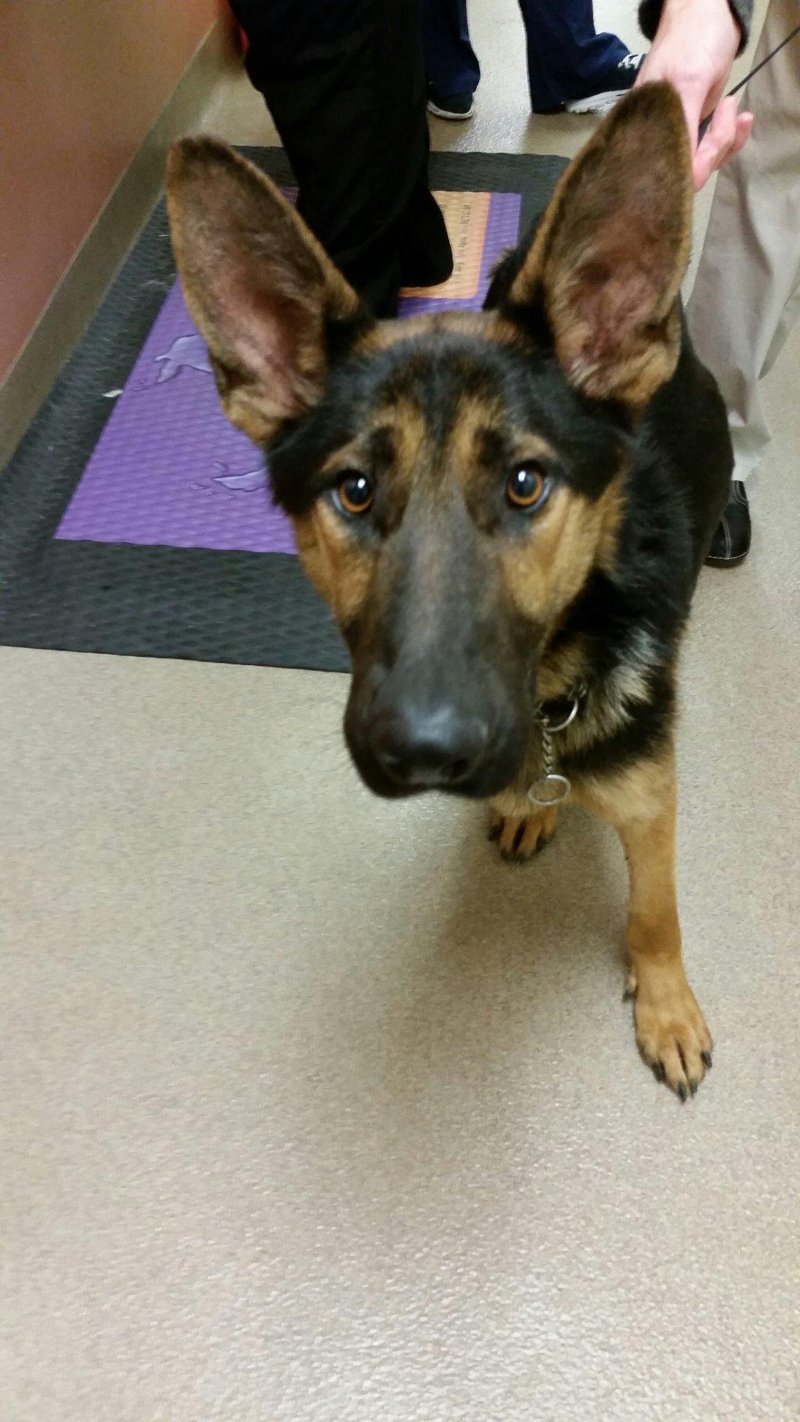 Bakersfield SPCA (BakersfieldSPCA) / Twitter