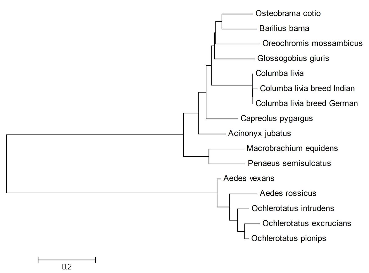 1992DSF's tweet image. #PhylogenyTree #Mega6 #Bioinformatika #Biosains