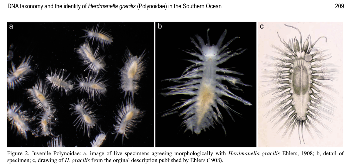 adrg1's tweet photo. #Antarctic #ScaleWorm distribution and taxonomic muddles fixed by #DNATaxonomy http://t.co/sYaVGByy0H #DeepSN http://t.co/MAHayRCSEw