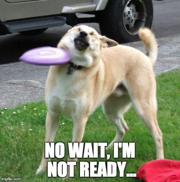 Shine Graffix auf Twitter: „are you ready?!?! funny #dog #meme  /Ed9TZidkTu /Ynv62NN2b0“ / Twitter