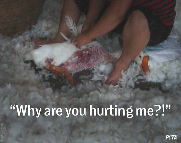 PETAUK's tweet photo. Approximately 75 birds are PLUCKED ALIVE to make ONE down duvet.

Don’t sleep with TORTURE. #DitchDown

https://t.co/3YPb3uqfrD