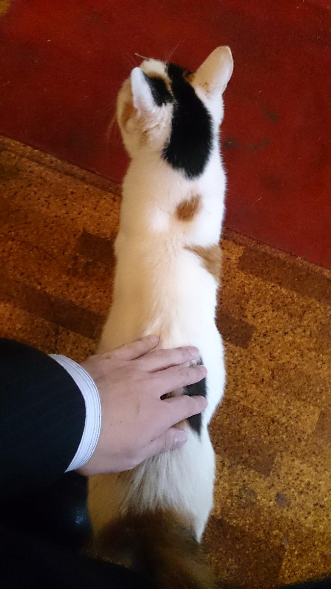 猫に尻を向けられる男の記録 Togetter 猫に尻を向けられる男の記録 Togetter