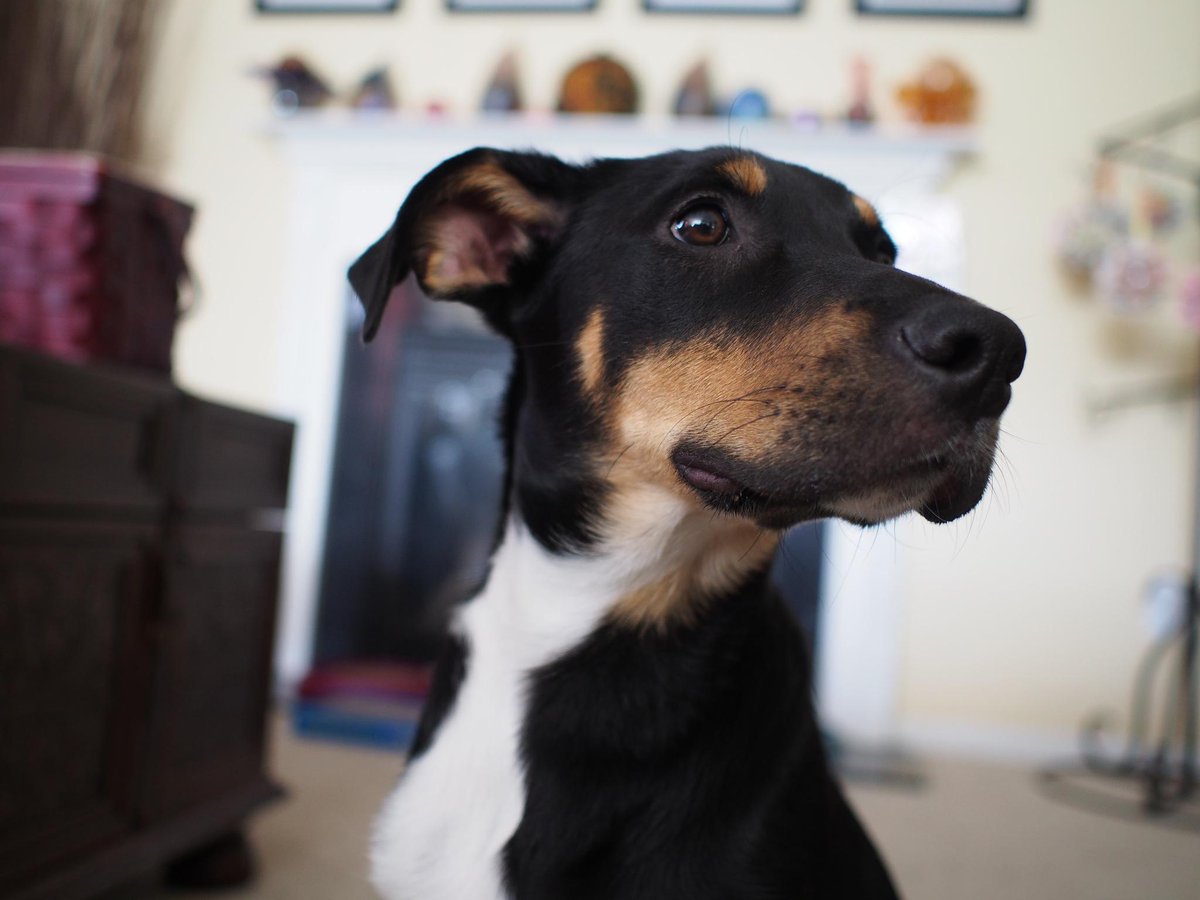 DeadonPaper's tweet image. My dog Ringo is the handsome canine model for the Fool card in the Arcana deck.