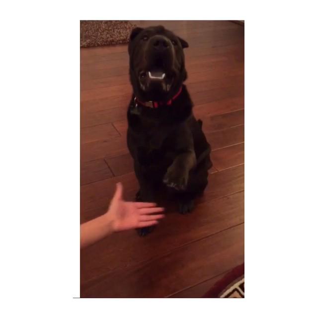 DyIanWangHeDi's tweet image. Here's a couple tricks my daddy taught me. ✋🐶👏 #gimme5 #goodboy #basiccommands #smartpuppy #like4like #like4follow …