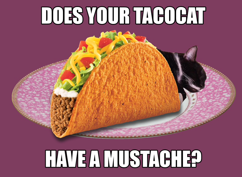 griffwalker's tweet image. Hey @gameofkittens, does your tacocat have a mustache? #tacocat #stretchgoals