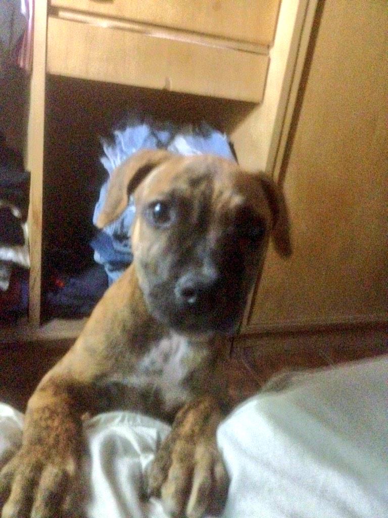 leska242's tweet photo. Ella me pide subirse a la cama #Pipaaa http://t.co/0SlTbYh4sK