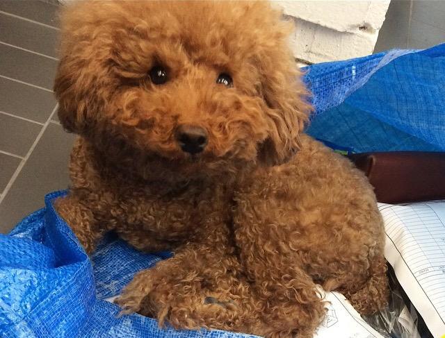 al,thing tweet media