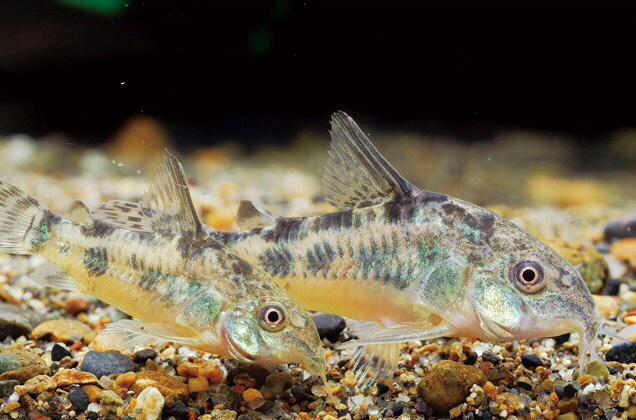 熱帯魚図鑑 コリドラス パレアトゥス Corydoras Paleatus 三大コリの1つであり 青コリ 花コリと呼ばれるポピュラーな品種なので覚えておこう 繁殖に関しても比較的簡単にできる T Co Lshuvedqmh