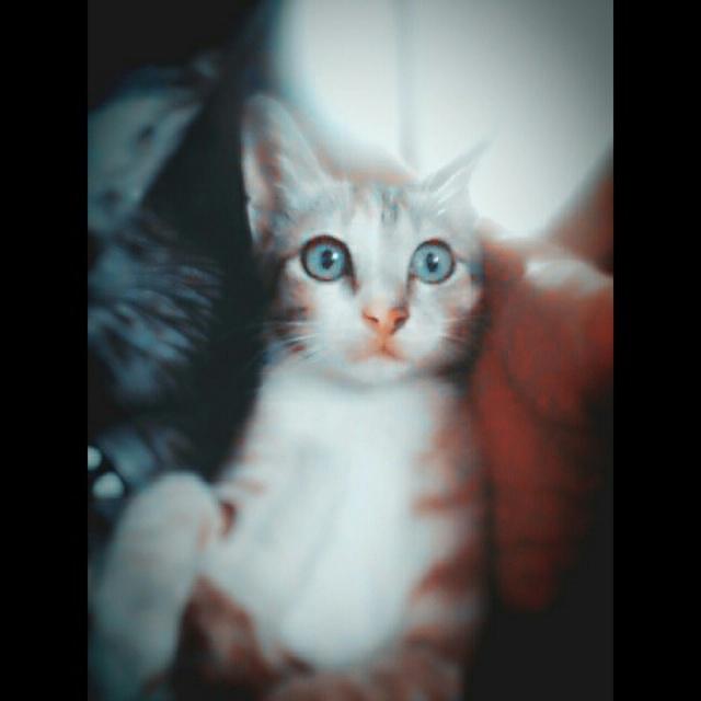 Kimy ({})