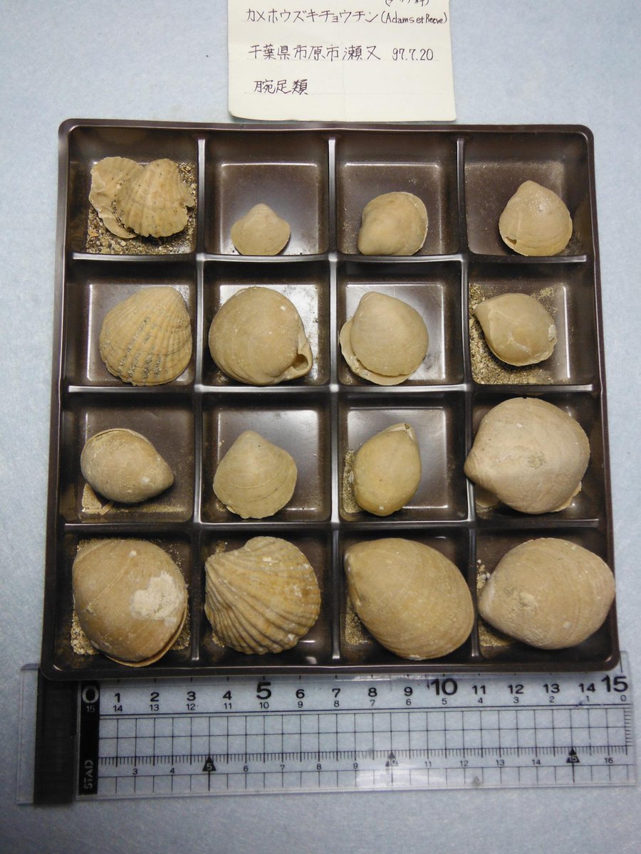 今日の化石】腕足類／ホオズキチョウチンガイ 千葉・瀬又／約30万年前