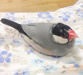 迷子文鳥のtwitterイラスト検索結果 古い順 迷子文鳥のtwitterイラスト検索結果 古い順