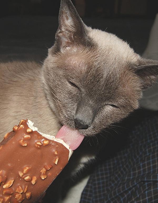 Ağzının Tadını Bilen Sonradan Gurme kediler! (Vedat Milor içermez)

listemag.com/agzinin-tadini…