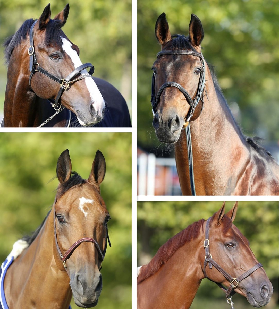 GCT_events's tweet photo. Love this pic of four handsome horses enjoying the sunshine #LGCTVienna2014 #PlotBlue #Sanctos #London #Chaman http://t.co/LyU6ctfnVf